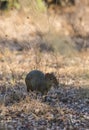 Azara`s agouti ,Dasyprocta azarae, Royalty Free Stock Photo