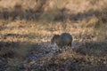 Azara`s agouti ,Dasyprocta azarae, Royalty Free Stock Photo