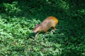 Azara\'s Agouti - South America rodent Royalty Free Stock Photo