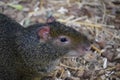 Azara`s agouti in the sun Royalty Free Stock Photo