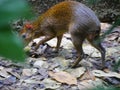 Azara`s agouti rodent : A South American agouti species rodent from the family Dasyproctidae Royalty Free Stock Photo