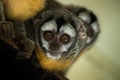 Azara`s night monkey Royalty Free Stock Photo