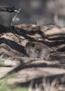 AzaraÃÂ´s Tuco tuco, Ctenomys azarae, La Pampa Province Royalty Free Stock Photo