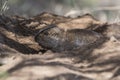 AzaraÃÂ´s Tuco tuco, Ctenomys azarae, La Pampa Province Royalty Free Stock Photo