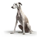 Azawakh breed dog isolated on a clean white background
