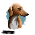 Azawakh dog breed digital art illustration isolated on white. Sighthound livestock guardian breed of dog from West Africa, used as