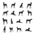 Azawakh dog silhouettes, Azawakh silhouette, Azawakh dog vector