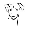 Azawakh,Azawakh dog vector sketch illustration