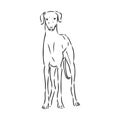 Azawakh,Azawakh dog vector sketch illustration