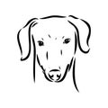 Azawakh,Azawakh dog vector sketch illustration