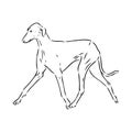 Azawakh,Azawakh dog vector sketch illustration