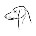 Azawakh,Azawakh dog vector sketch illustration