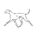 Azawakh,Azawakh dog vector sketch illustration