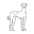 Azawakh,Azawakh dog vector sketch illustration