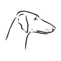 Azawakh,Azawakh dog vector sketch illustration