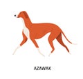 Azawakh. Lovely cute hunting dog or sighthound with short haired coat isolated on white background. Gorgeous purebred