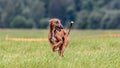 Azawakh running in the field on lure coursing competition