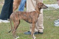 Azawakh is a sighthound from West Africa.