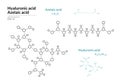 Azelaic and Hyaluronic acid. HA Hyaluronan. Structural Chemical Formula and Line Model of Molecule. Vector