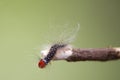 An azelea caterpillar crawling on a stick