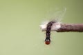 An azelea caterpillar crawling on a stick