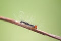 An azelea caterpillar crawling on a stick