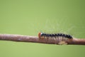 An azelea caterpillar crawling on a stick