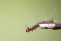 An azelea caterpillar crawling on a stick