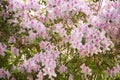 Azaleas blooming in the sunshine at the Ravine Gardens State Park