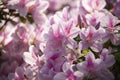 Azaleas blooming in the sunshine at the Ravine Gardens State Park