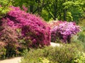 Azeleas in Spring