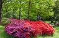 Azeleas in Spring