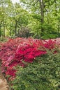 Azeleas in Spring