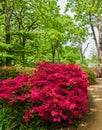 Azeleas in Spring