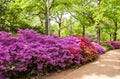 Azeleas in Spring