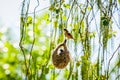 Azerbaijan brids natura national Royalty Free Stock Photo