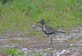 Aziatische Goudplevier, Pacific Golden Plover, Pluvialis fulva