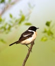 Aziatische Roodborsttapuit, Siberian Stonechat, Saxicola maura