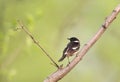 Aziatische Roodborsttapuit, Siberian Stonechat, Saxicola maura