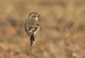 Aziatische Roodborsttapuit, Siberian Stonechat, Saxicola maurus