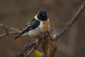 Aziatische Roodborsttapuit, Siberian Stonechat, Saxicola maurus