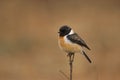 Aziatische Roodborsttapuit, Siberian Stonechat, Saxicola maurus