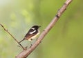 Aziatische Roodborsttapuit, Siberian Stonechat, Saxicola