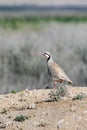 Aziatische Steenpatrijs, Chukar, Alectoris chukar