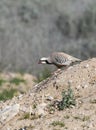 Aziatische Steenpatrijs, Chukar, Alectoris chukar