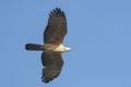 Aziatische Wespendief, Crested Honey Buzzard, Pernis ptilorhynchus