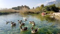 Azmak River, Akyaka, Mugla, Turkey. Nature composition