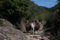 AZOKH, NAGORNO-KARABAKH - October 9, 2018: Horse carrying wood on one of the roads between Azokh and Karmir Shuka on the Janapar