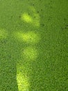 Azola green Royalty Free Stock Photo