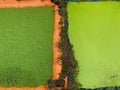 Azolla and Duckweed Ponds as animal feed